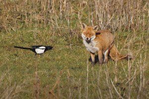 Foxy Magpie