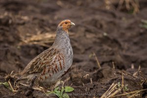 Grey Partridge