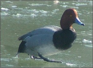 Redhead drake on ice