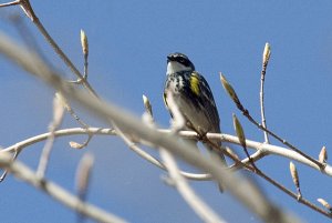 Yellow-rumped Warbler