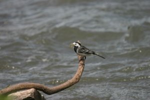 PIED WAG 2..