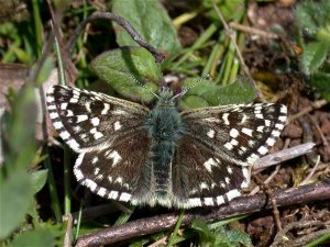 Grizzled Skipper