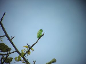 Green-rumped Parrotlet