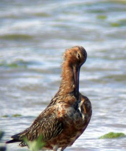 Godwit