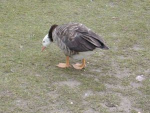 ID of this goose needed