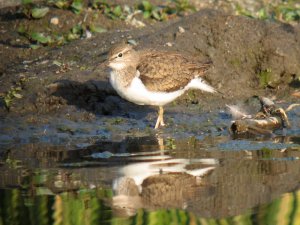 common sandpiper