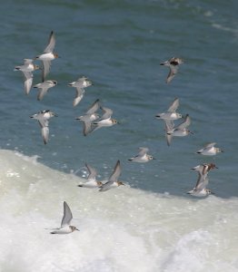 Waders and surf