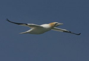 Gannet