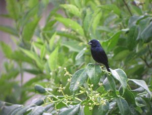 Blue-black Grassquit