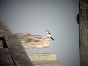 White-winged Swallow