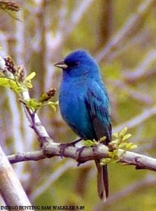 Indigo Bunting male