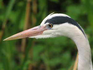 heron close-up