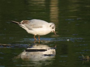 black-headed gull 'stamping'