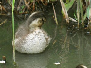 duckling cleaning up