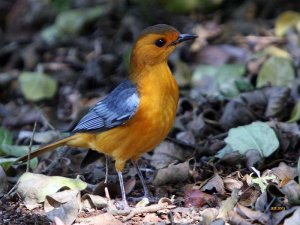 Red-capped Robin-Chat