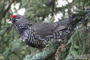 Male spruce grouse