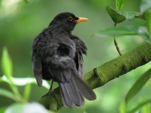 blackbird - preen gland
