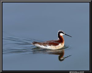 Wilson's Phalarope