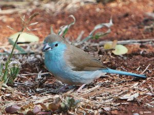 Blue-breasted Cordonbleu