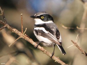 Chinspot Batis