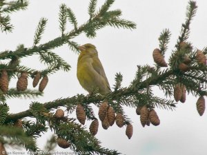 Proud Greenfinch