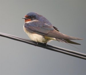 Barn Swallow