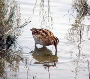 Snipe in Mallorca