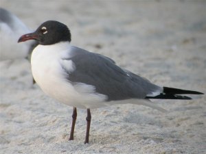 Laughing Gull