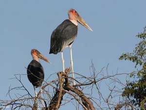 Marabou Stork