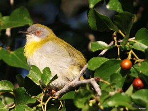 Yellow-breasted Apalis