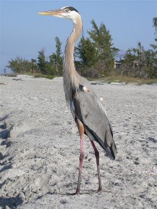 Great Blue Heron