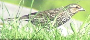 Mrs Redwing blackbird