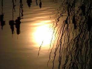 Bull rush on water