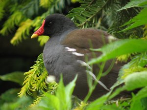 moorhen portrait