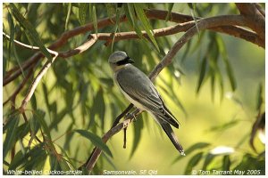 White-bellied Cuckoo-shrike