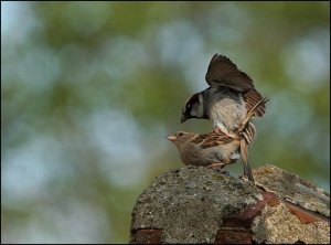 Sparrow (making love)