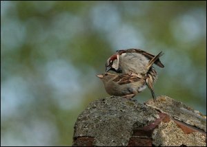 Sparrows (making love) - 2