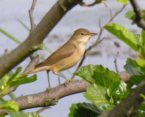 Willow Warbler