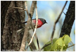 Male Rose Robin