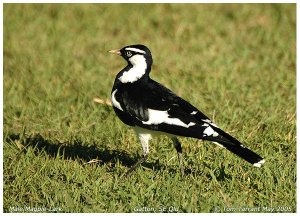 Male Magpie-Lark