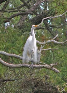 Great Egret