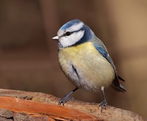 Blue Tit