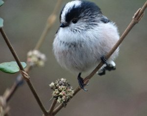 Long Tailed Tit