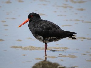 Variable Oystercatcher