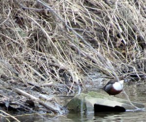 Dipper.