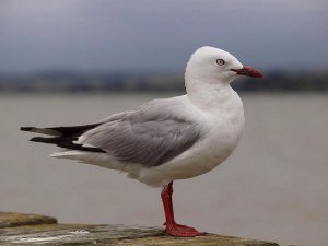 Red-Billed Gull