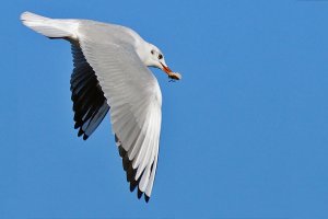 Another Gull in flight
