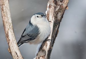 White-breasted Nuthatch