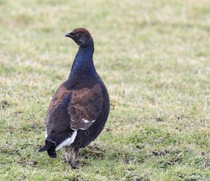 Black Grouse