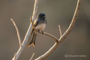 White Bellied Drongo